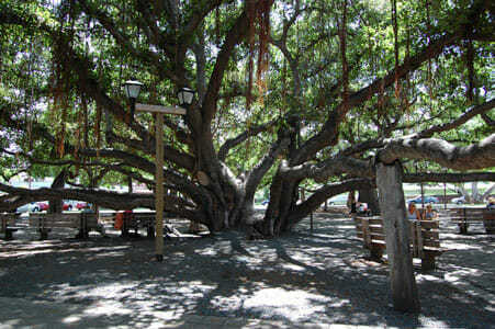 Front Street Banyan Tree