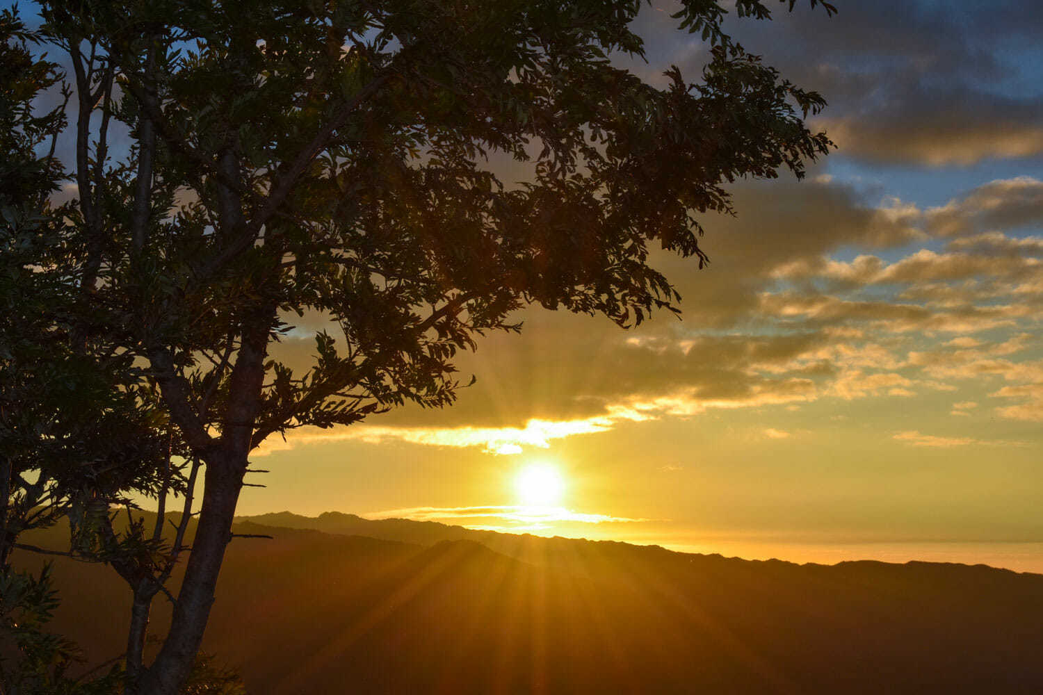 Waimea Canyon Bike Tour