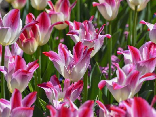 Tulips in Butchart Gardens